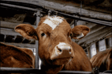 Animal Wink GIF - Animal Wink Cow GIFs