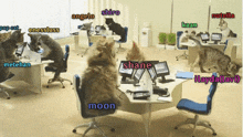 a group of cats are sitting at desks in an office with names like shane moon and angelo written on them
