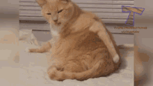 Cute Itchy GIF - Cute Itchy Cat GIFs