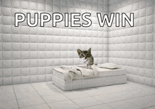 a picture of a cat on a bed with puppies win written on the wall behind it