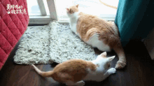 Are You Done Playing With My Tail 貓貓完尾巴 GIF - Keai Cat貓 GIFs