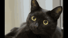 Black Cat Pepe Blackat GIF - Black Cat Pepe Blackat Pepe GIFs