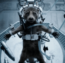 a raccoon in a machine with the number 11 on it 's chest
