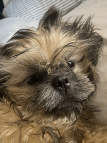 a close up of a dog laying on a bed with a striped pillow in the background