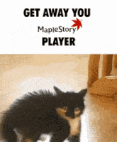 a black and white cat is standing in front of a maplestory player logo