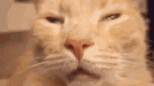 Orange Cat Loading GIF - Orange Cat Loading GIFs