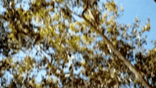 a blurry picture of a tree with a blue sky in the background .