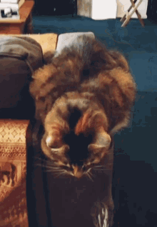 Cat Stares GIF - Cat Stares Lily GIFs