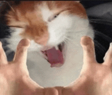 a person is holding a cat with their hands and it is yawning .