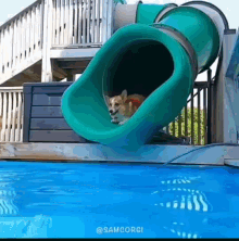 Dog Jump GIF - Dog Jump Pool GIFs