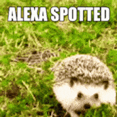 Alexa Spotted GIF - Alexa Spotted GIFs