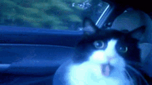 Crazy Cat GIF - Crazy Cat Whoa GIFs
