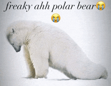 a picture of a polar bear with the words freaky ahh polar bear below it