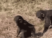 gorilla baby gorilla jerk mean push
