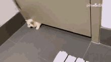 Cat The Pet Collective GIF - Cat The Pet Collective Entering GIFs