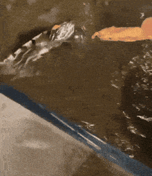 a cat is swimming in a pool with a yellow bucket in the background