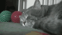 Copy Cat GIF - Cough Cat Imitate GIFs