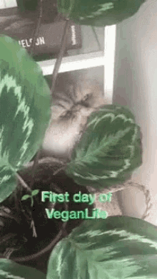 Salad Vegan GIF - Salad Vegan Cats GIFs