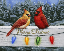 Merry Christmas Cardinal GIF