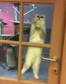 How To Train Your Cat To Clean Windows GIF - Cat Windows Scratch GIFs