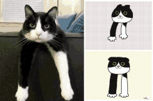 Cat Cute GIF - Cat Cute Animated GIFs