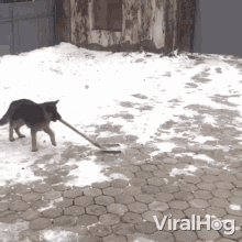 Dog Helps Shoving Snow Viralhog GIF - Dog Helps Shoving Snow Viralhog Removing Snow From Road GIFs