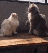 two fluffy cats are sitting on a wooden table and looking at each other