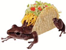 frog taco