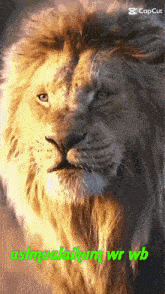 a close up of a lion 's face with the words ashmaalahim wr wb below it