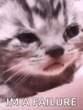 a close up of a cat 's face with the words `` i 'm a failure '' written next to it .
