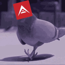 Ark Crypto GIF - Ark Crypto Pigeon GIFs