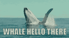 Whale Hello GIF - Hello Hi Whale GIFs