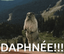 a marmot standing on its hind legs with the word daphnee written on the bottom