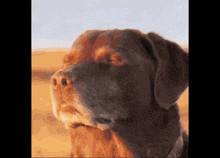 a close up of a brown dog 's face with a desert background