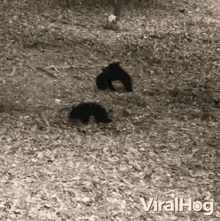 Playing Bear Cubs Viralhog GIF - Playing Bear Cubs Viralhog Bear Cubs GIFs