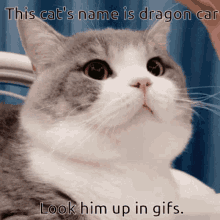 Meme Dimden GIF - Meme Dimden Dragon Car GIFs