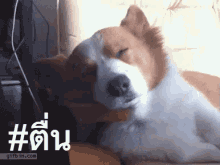 สะดุ้งตื่น GIF - Dog Wake Up With A Shock What GIFs