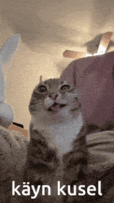 a cat with its tongue hanging out and the words kayn kusel on the bottom