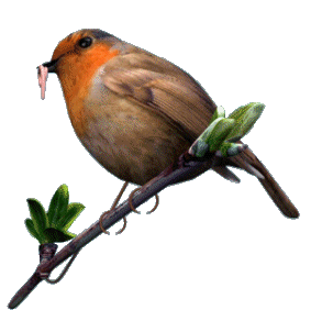 Bird Sticker - Bird Stickers