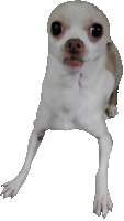 Dog Chihuahua Sticker
