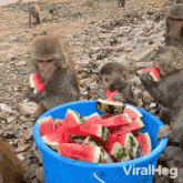 Snack Time Viralhog GIF - Snack Time Viralhog Monkey Eating A Watermelon GIFs