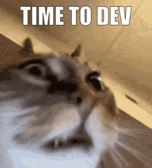 a close up of a cat with the words " time to dev " above it