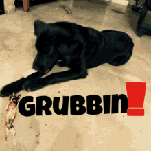 Labrador Puppy GIF - Labrador Puppy Grubbing GIFs