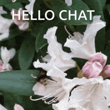 Hello Chat GIF - Hello Chat Chat Is This Real GIFs
