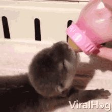 Baby Otter Sipping GIF - Baby Otter Sipping Drinking GIFs
