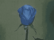Flower Blue GIF