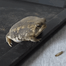 смешная жаба жаба смотрит на сервя GIF - смешная жаба жаба смотрит на сервя жаба смотрит GIFs