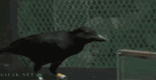Bird Crow GIF - Bird Crow Intelligent GIFs