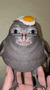 a bird wearing glasses and a fried egg on top of its head