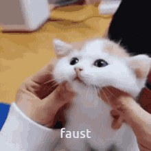 Faust Cat GIF - Faust Cat Kitty GIFs